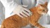 Kedi gribi: belirtiler, tedavi ve uzun vadeli etkiler