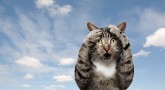 Kedilerin Enfeksiyöz Peritonitisinin ( FİP ) , Tanısı ve Tedavisine İlişkin Güncel Durum