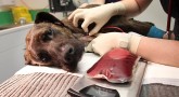 Köpeklerde kan transfüzyonu hakkında
