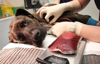 Köpeklerde kan transfüzyonu hakkında