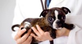 Yavru Köpeklerde Hastalık Belirtileri