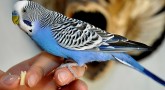 Papağan ve Muhabbet Kuşlarında Cinsiyetin Belirlenmesi