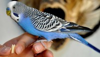 Papağan ve Muhabbet Kuşlarında Cinsiyetin Belirlenmesi