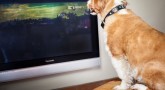 Köpekler Televizyonda Ne Olup Bittiğini Görebilir Mi?