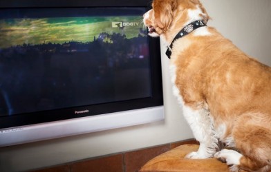 Köpekler Televizyonda Ne Olup Bittiğini Görebilir Mi?