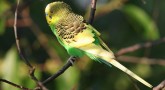 Açık Yeşil Muhabbet Kuşu