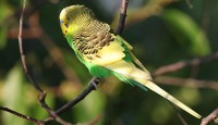 Açık Yeşil Muhabbet Kuşu