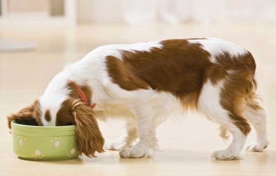 Yetişkin Köpekler Nasıl Beslenmelidir ?