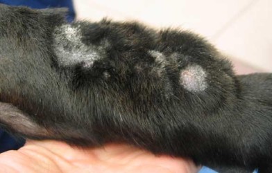 Köpeklerde Ayak Yalama ( accral lick ) dermatitisi