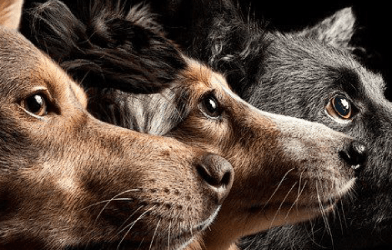 Köpekte Eklampsia (köpeklerde hipokalsemi)