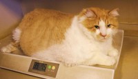 Kedi ve Köpeklerde Obezite Hastalıkları