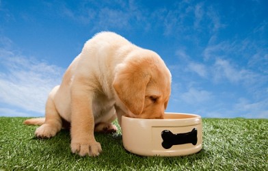 Yavru Köpeklerin Beslenmesi