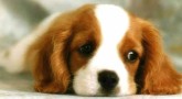 CPV enfeksiyonunun klinik belirtilerini gösteren köpekler için en iyi tedavi seçenekleri nelerdir?