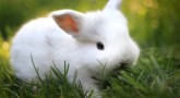 Tavşanların bakımı ve beslenmesi