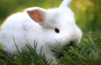 Tavşanların bakımı ve beslenmesi