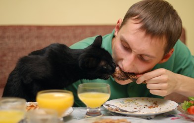 Kedilerin Sağlıklı Beslenmesi