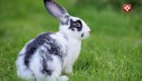 Tavşanların Önemli Enfeksiyoz Hastalıkları