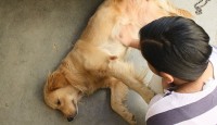 Köpek ve kedilerde nöbetle seyreden hastalıklara klinik ve laboratuar yaklaşım