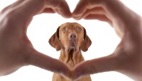 Köpeklerde Kalp Krizi ? Köpeklerde kalp krizi belirtileri nelerdir?