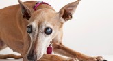 Köpek ırklarının predispoze olduğu konjenital ve kalıtsal göz bozuklukları