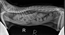 Kedilerde diyafram fıtığı ( Diaphragmatic Hernia )