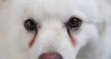 Köpeğinizin gözünün altındaki koyu kahve veya kırmızı lekelerin nedeni nedir?