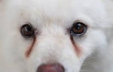 Köpeğinizin gözünün altındaki koyu kahve veya kırmızı lekelerin nedeni nedir?