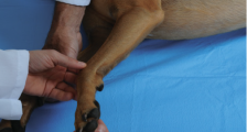 Köpeklerde ön ayak bandajı nasıl yapılır?