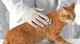 Kedi gribi: belirtiler, tedavi ve uzun vadeli etkiler