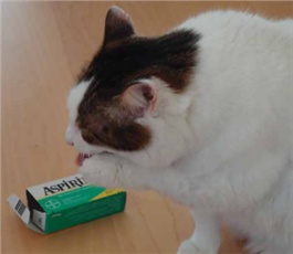 kedilerdeaspirinzehirlenmesi