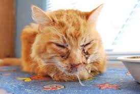 kedi gribi belirtiler tedavi ve uzun vadeli etkiler